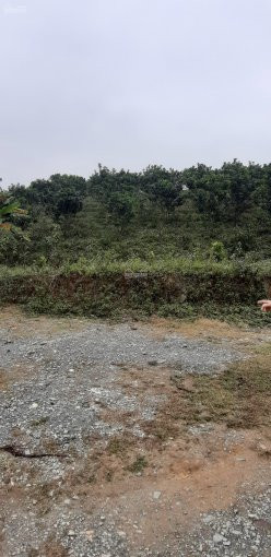 Chính Chủ Cần Bán Gấp Khu đất đồi Xã Thanh Cao, Lương Sơn, Hòa Bình, Tổng Diện Tích 5500m2 3
