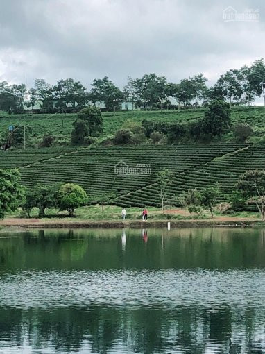 đất Nền Gần Bảo Lộc, Giá Mềm, đầy đủ Tiện ích, Hạ Tầng Hoàn Chỉnh, Sẵn Sàng Xây Tương Lai! 3