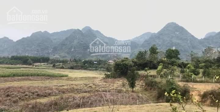 Khai Xuân đầu Năm Lô đất 2500m - Full Thổ Cư 4