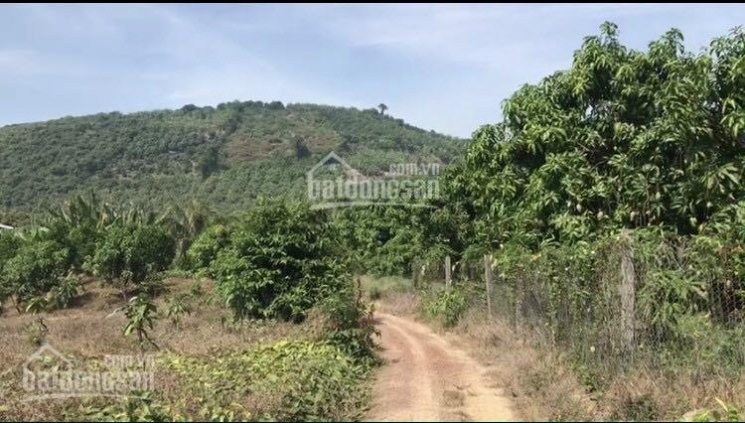 6699m2 Trồng Xoài Ven Hồ Trị An, La Ngà, định Quán, đồng Nai 3