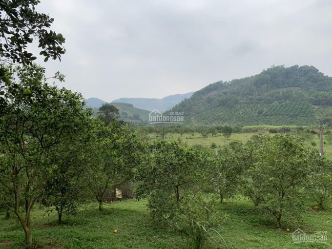 Chỉ Hơn 800 Triệu Có Ngay 2800m2 Nam Phong, Cao Phong, Hòa Bình 1