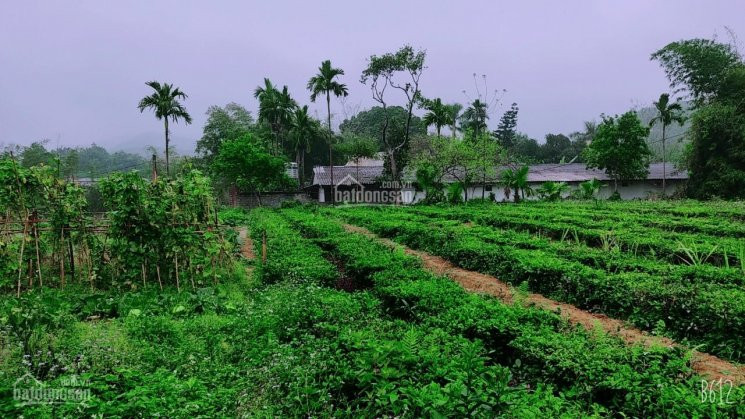 Chính Chủ Bán Nhanh đất Lương Sơn 2800m Bám Suối Lớn, Cách đường Nhựa Lớn 200m, Giá Chỉ Hơn Tỷ 6