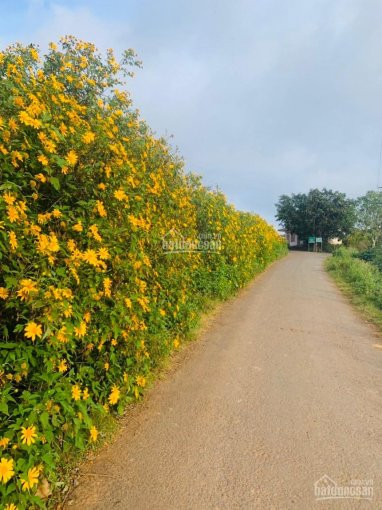 Chính Chủ Bán Nhanh Farmstay View Dẹp Ven Tp đà Lạt 4