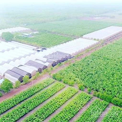 Chính Chủ Bán Nhanh Gấp 10000m2 đất Nông Nghiệp Tại Bình Thuận, Liền Kề Cao Tốc, Dầu Giây - Phan Thiết Giá 550 Tr 3