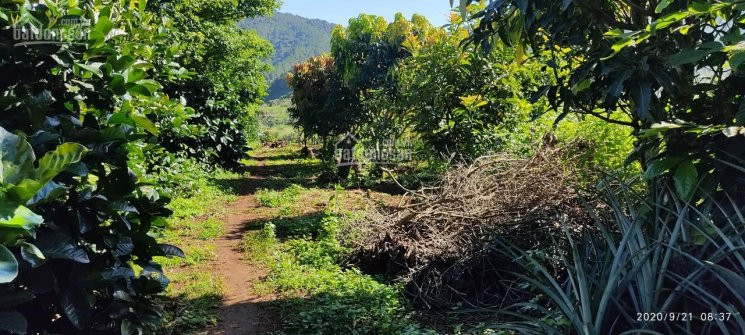 Chính Chủ Bán Nhanh Vườn Bơ Boot đang Cho Thu Trái Rộ 1 Ha Cách đà Lạt 5km Theo đường Chim Bay 6