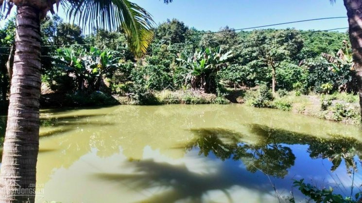 Chính Chủ Bán Nhanh Vườn Trái Cây đủ Loại đang Sai Quả Tại Di Linh, Lâm đồng, Có 130m Mặt Tiền đường Nhựa (7m) 3