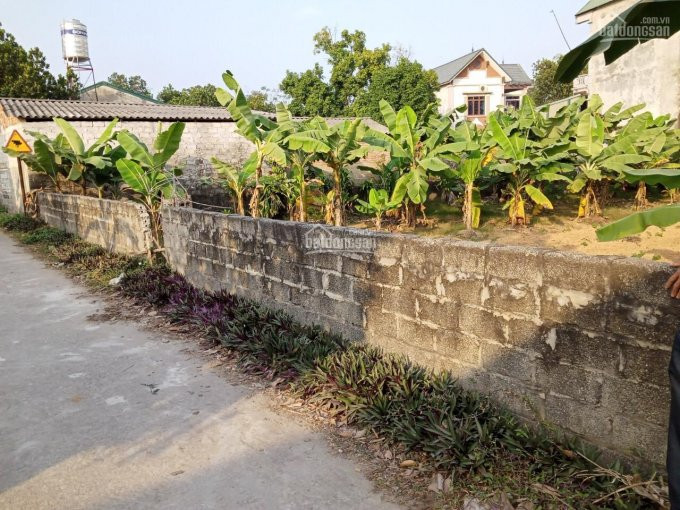 Chính Chủ Cần Bán 468m2 đất đã Có Tường Bao Xung Quanh Tại Cổ đông, Sơn Tây, Hà Nội 2