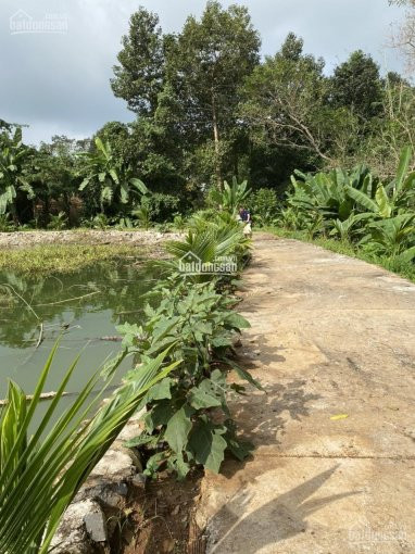 Nhà Vườn Hơn 14 Ha Vườn Cây ăn Trái đủ Loại, View Suối Có Hồ Bơi Nhà Gỗ đường Nhựa 140m Mặt Tiền 5