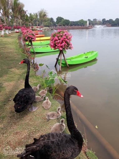 Tích Lũy 250 Triệu Nhận Ngay Căn HộChung Cư Ecopark Solforest 1