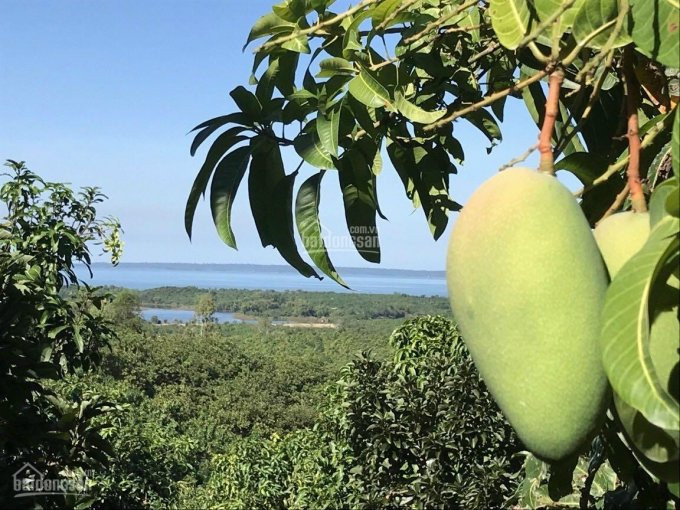 Vườn Xoài View Hồ Trị An, 195m Mặt TiềnLa Ngà, định Quán, đồng Nai 1