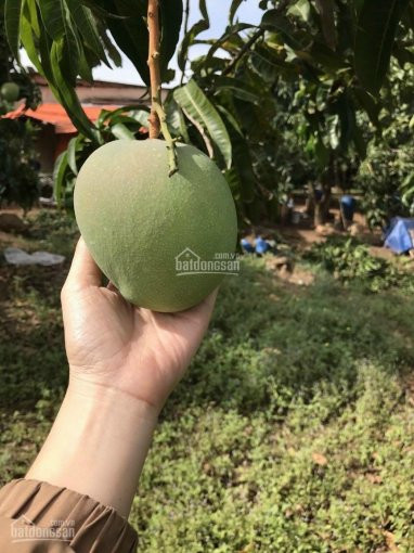 Vườn Xoài View Hồ Trị An, 195m Mặt TiềnLa Ngà, định Quán, đồng Nai 2