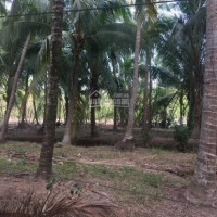Chính Chủ Cần Bán đất Vườn Dừa đang Cho Thu Hoạch
