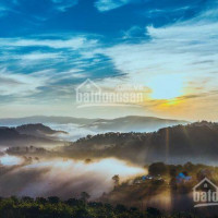 Suất Nội Bộ - Còn Vài Lô 650 Tr - View đồi Chè đambri - Bảo Lộc - Thổ Cư 100m2 - Dt 220-450-650m2
