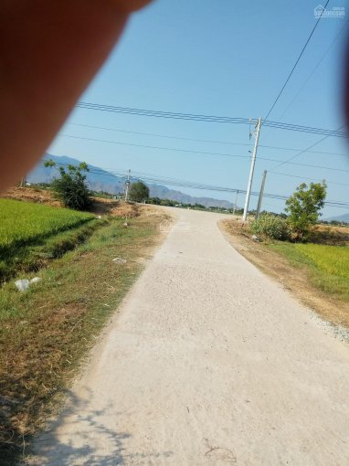 Cần bán 2 lô đất nông nghiệp đang trồng lúa xã Hộ Hải - Ninh Hải - Ninh Thuận 3