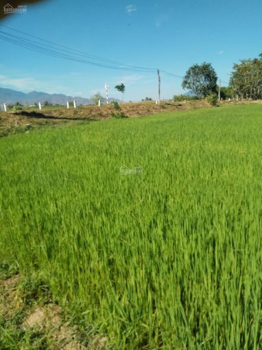 Cần bán 2 lô đất nông nghiệp đang trồng lúa xã Hộ Hải - Ninh Hải - Ninh Thuận 4