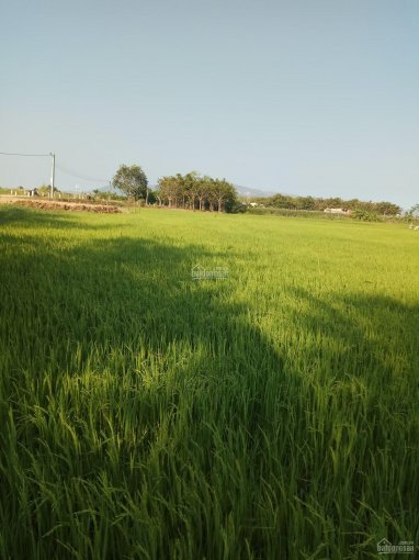 Cần bán 2 lô đất nông nghiệp đang trồng lúa xã Hộ Hải - Ninh Hải - Ninh Thuận 5