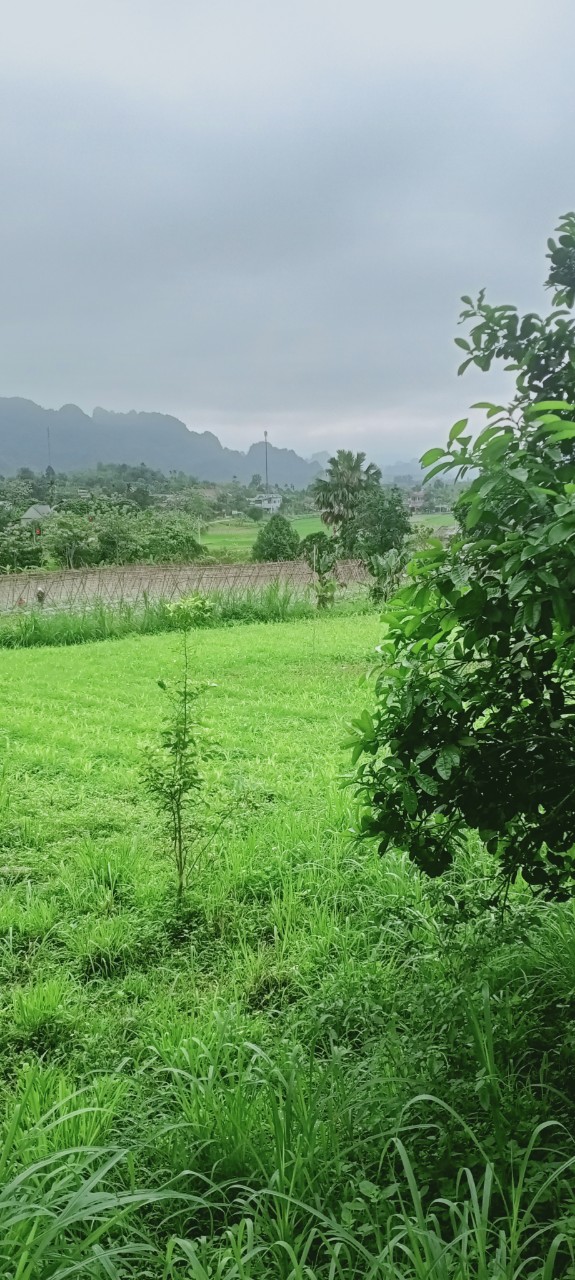 Hơn 500tr có ngay 765m bán đường bê tông, gần khu trung tâm, các dự án khu nghỉ dưỡng tại Tân Lạc 5