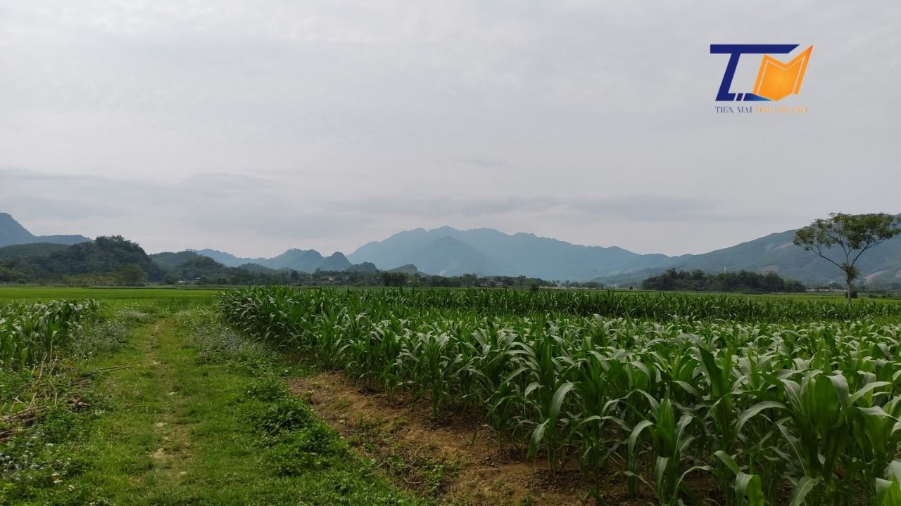 Cần bán Đất Xã Yên Lãng, Thanh Sơn, Diện tích 400m², Giá Thương lượng - LH: 0586229999 2