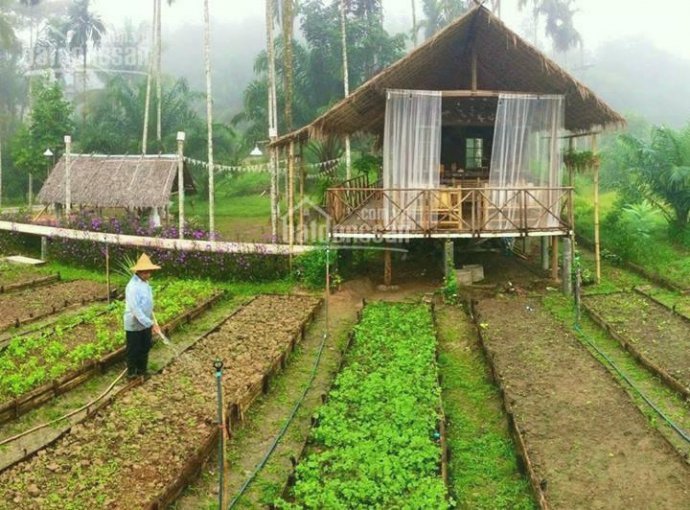 Bán đất tiện làm trang trại thực phẩm và Farmstay Pleiku Gia Lai