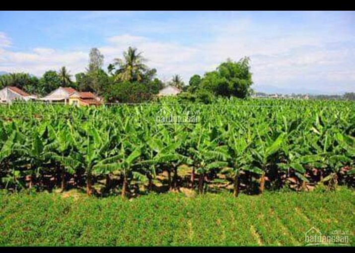 Cần bán lô đất nông nghiệp, tại Buôn Ma Nhuê B, xã Đất Bằng, huyện Krông Pa 2