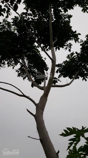 Bán Đất rẫy diện tích lớn có 637 cây Gỗ Sưa - Lâm Sơn, Ninh Sơn, Ninh Thuận 2