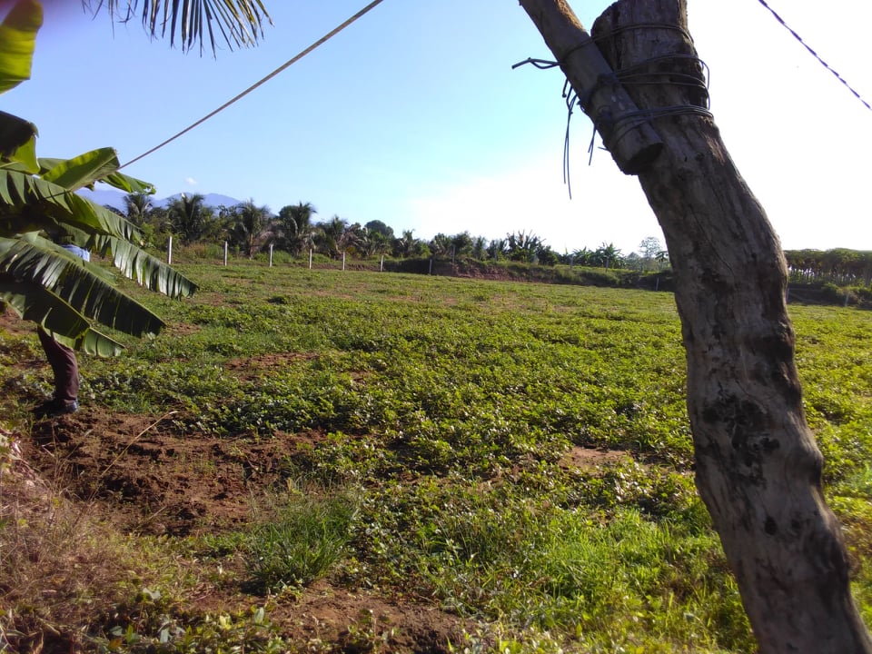 Bán Đất trồng cây gần sông 3000m2, Ninh thuận, Ninh Sơn, huyện nhơn sơn, view sông, đường oto ! 3