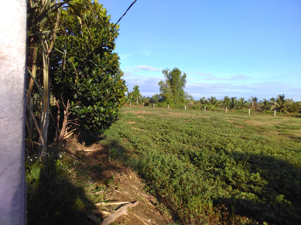 Bán Đất trồng cây gần sông 3000m2, Ninh thuận, Ninh Sơn, huyện nhơn sơn, view sông, đường oto ! 2