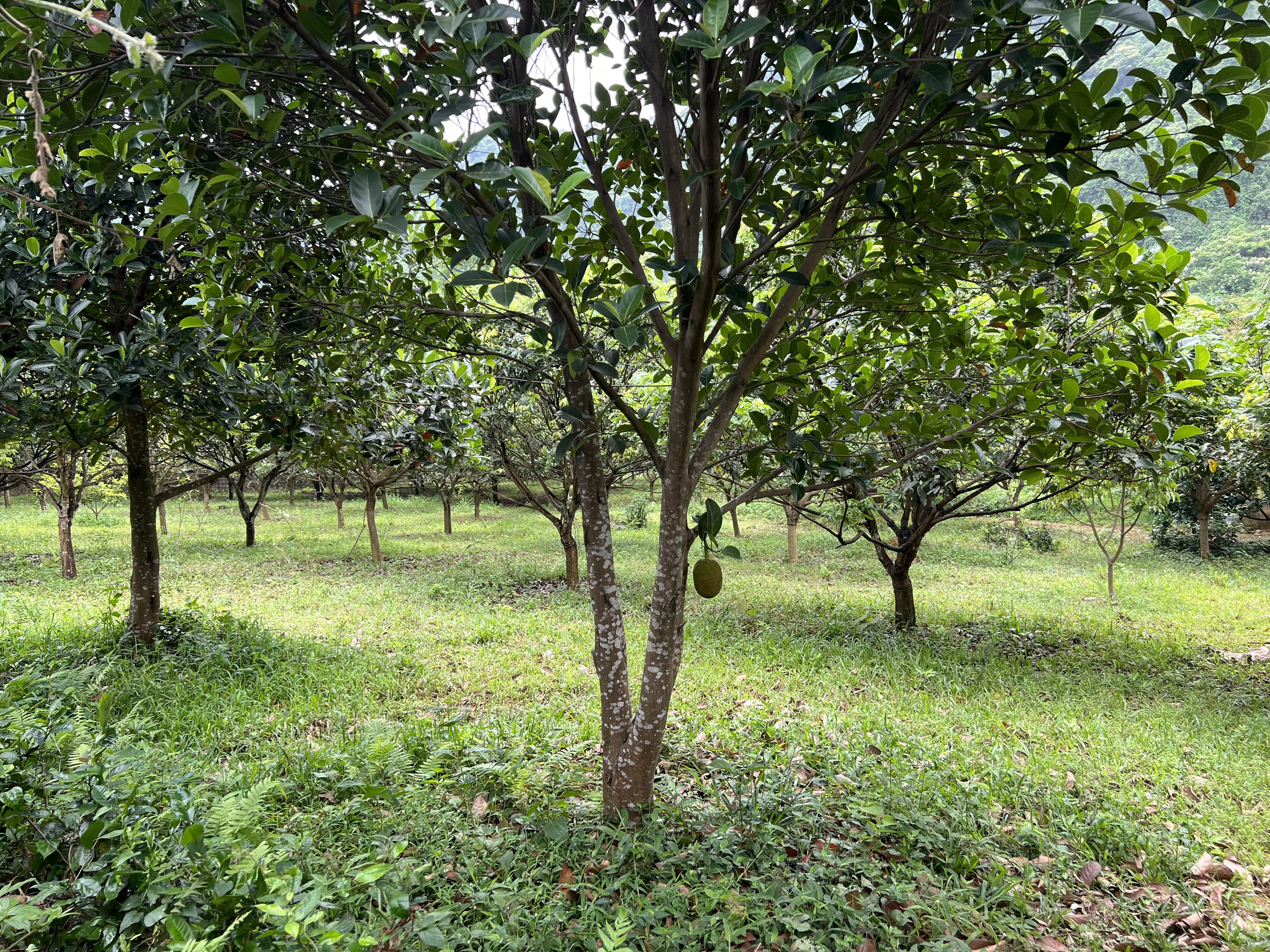 Cần bán đất Lạc Thủy DT 2000m2 có 200m thổ cư, đất trồng sẵn cây ăn quả đã cho thu hoạch 4