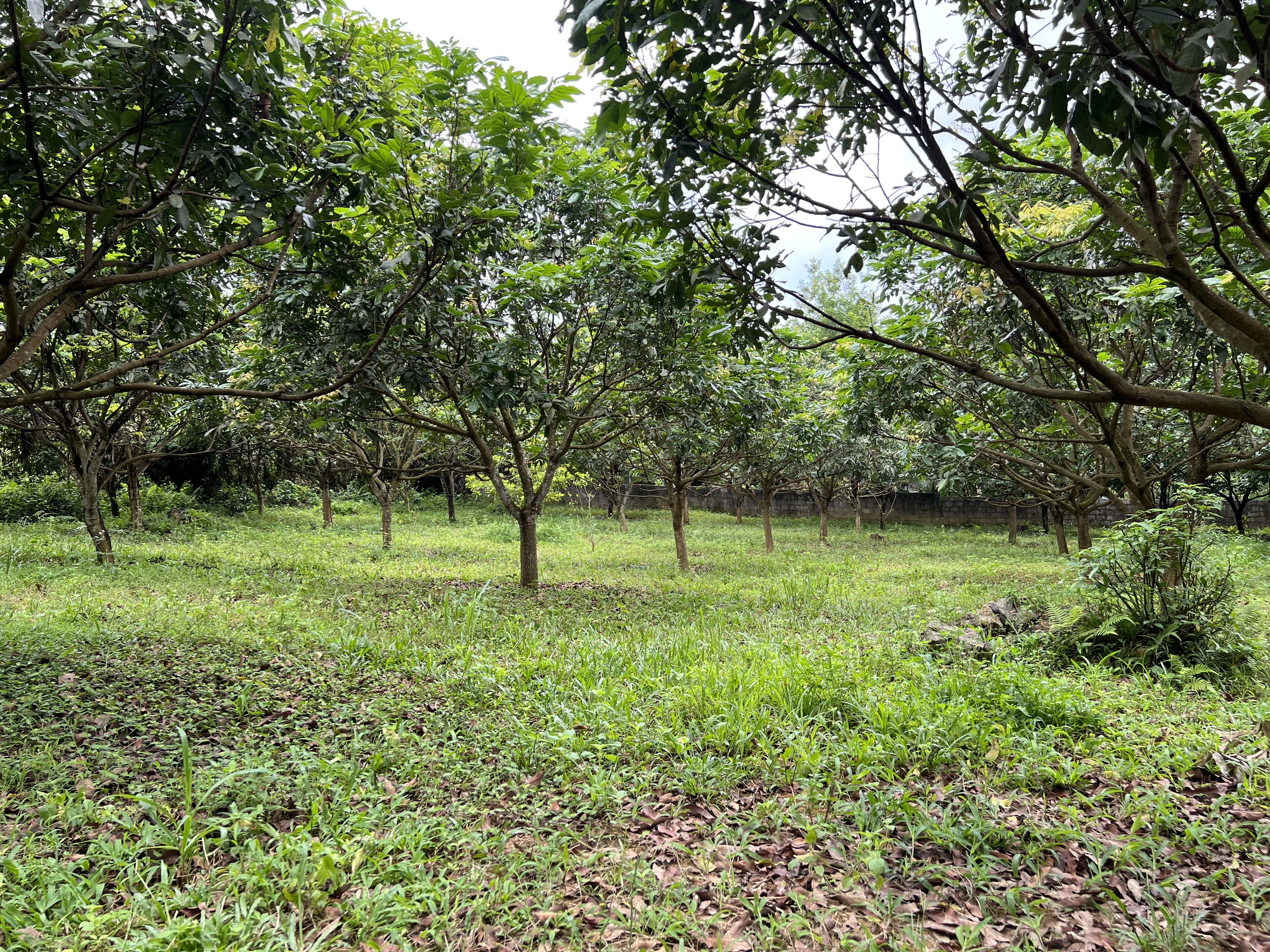 Cần bán đất Lạc Thủy DT 2000m2 có 200m thổ cư, đất trồng sẵn cây ăn quả đã cho thu hoạch 6