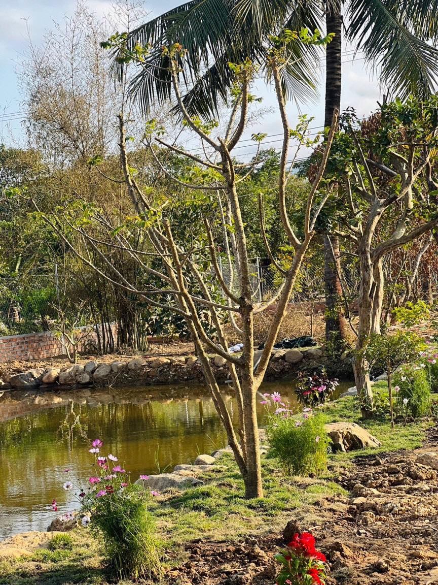 Cần bán Đất vườn có thổ tuyệt đẹp Ven thành phố Nha Trang Xã Diên Đồng, Diện tích 1350m², Giá Thương lượng - LH: 0985451850 7