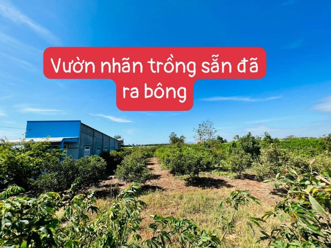 Cần bán Đất Xã Láng Dài, Đất Đỏ, Diện tích 1000m², Giá 2.65 Tỷ - LH: 0985454239 3