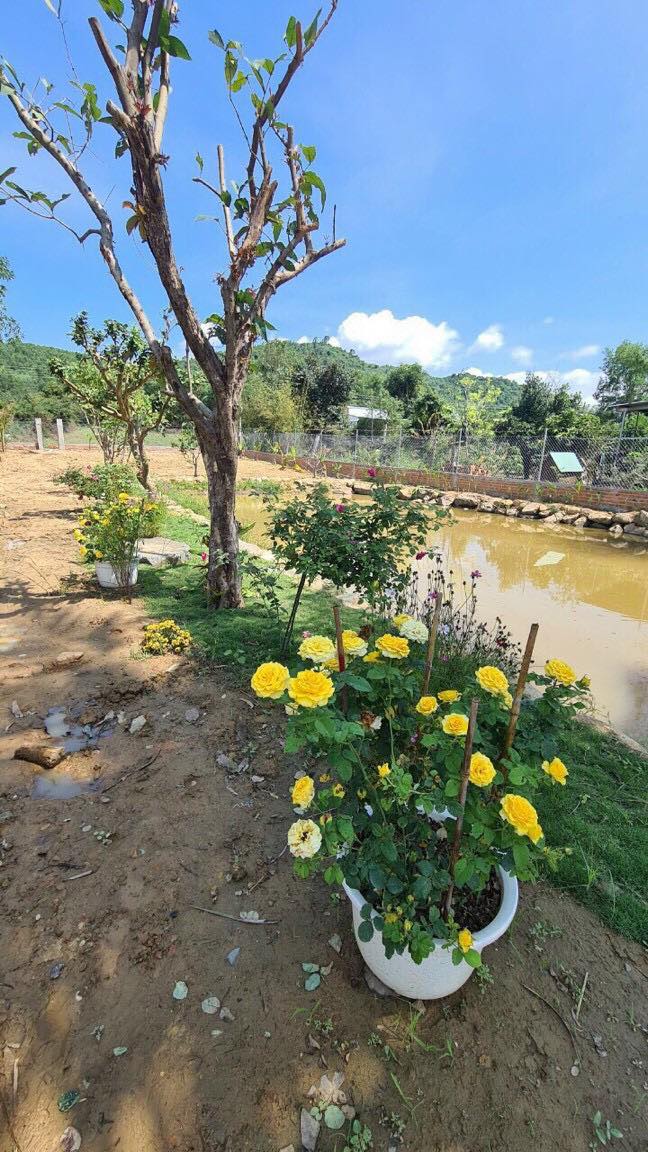 Cần bán Đất vườn có thổ tuyệt đẹp Ven thành phố Nha Trang Xã Diên Đồng, Diện tích 1350m², Giá Thương lượng - LH: 0985451850 8
