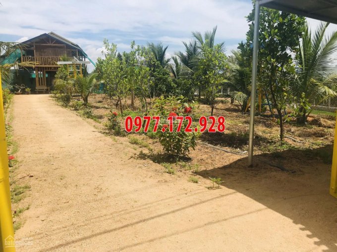 Chính chủ Cần bán căn Nhà Gỗ nhiều tâm huyết 1000m tại TP Phan Rang Tháp Chàm, Ninh Thuận 3