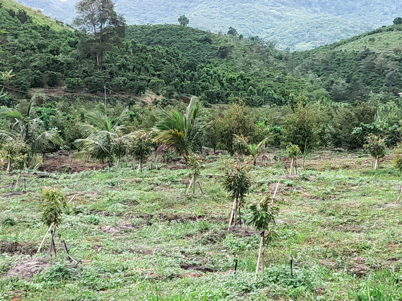 1 hecta đất vườn thích hợp nghỉ dưỡng ở xã Lộc Nam , huyện BẢo Lâm , Lâm Đồng 6