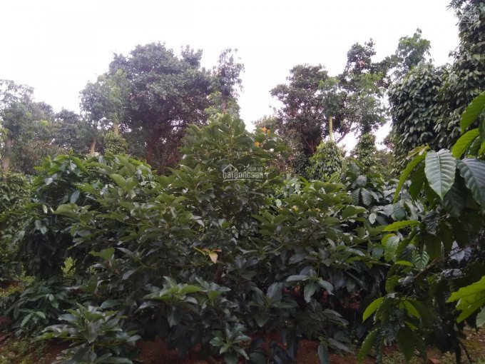 Gia đình cần bán lô đất Gia Lai 50x230m, DT 10000m2, SHR, trồng tiêu điều cà phê - LH 0938018295 3