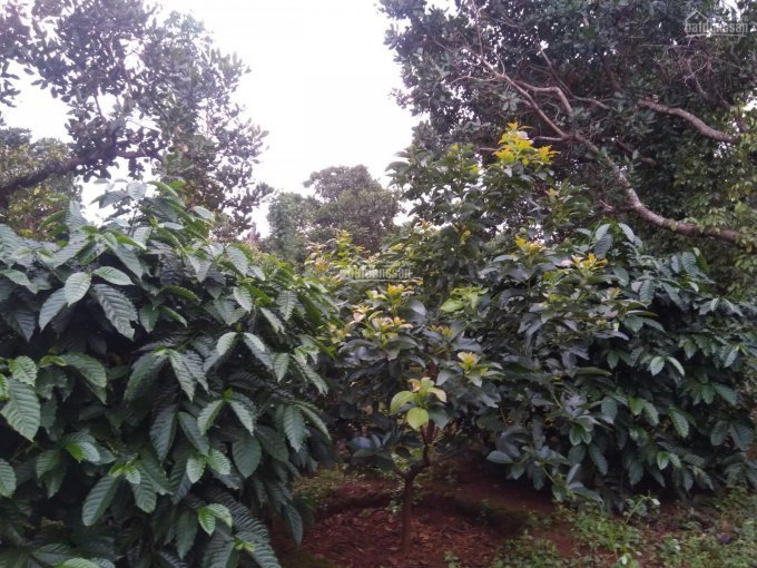 Gia đình cần bán lô đất Gia Lai 50x230m, DT 10000m2, SHR, trồng tiêu điều cà phê - LH 0938018295 4
