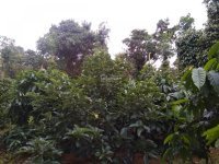 Gia đình cần bán lô đất Gia Lai 50x230m, DT 10000m2, SHR, trồng tiêu điều cà phê - LH 0938018295 7