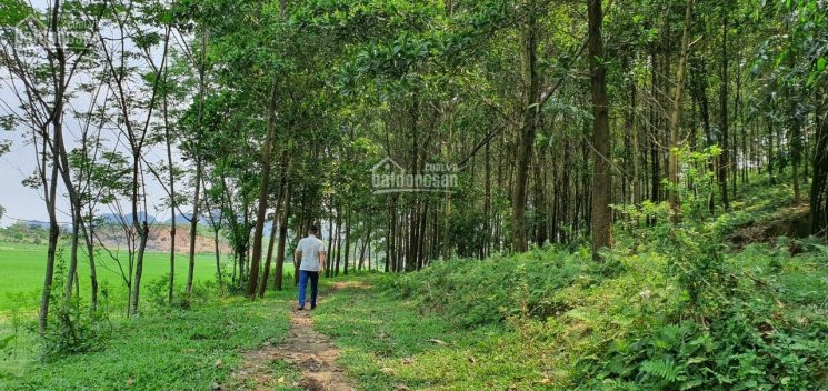 Chính Chủ Bán Nhanh Gấp 3,2ha đất 50 Năm Tại Lương Sơn - Hòa Bình, View Cánh đồng Thoáng Mát, Rộng Rãi 3