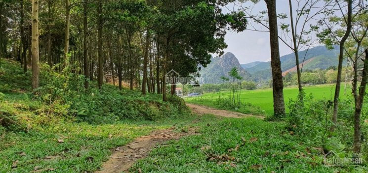 Chính Chủ Bán Nhanh Gấp 3,2ha đất 50 Năm Tại Lương Sơn - Hòa Bình, View Cánh đồng Thoáng Mát, Rộng Rãi 5