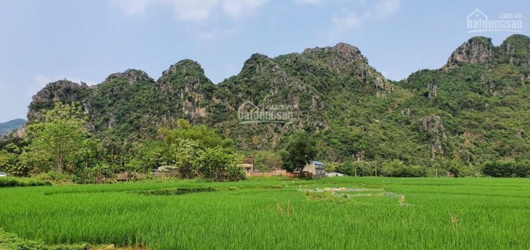 Chính Chủ Bán Nhanh Gấp 3,2ha đất 50 Năm Tại Lương Sơn - Hòa Bình, View Cánh đồng Thoáng Mát, Rộng Rãi 6