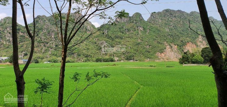 Chính Chủ Bán Nhanh Gấp 3,2ha đất 50 Năm Tại Lương Sơn - Hòa Bình, View Cánh đồng Thoáng Mát, Rộng Rãi 8