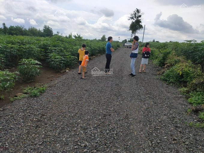 đất Sào Hưng Thịnhcây Lâu Năm Giá Chỉ 700tr/1000m2cách đường Nhựa 20 Chỉ 220m 3