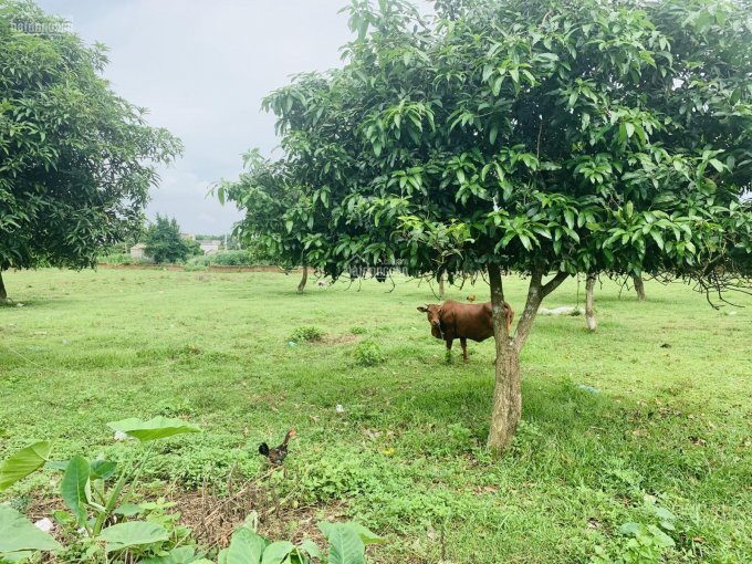 4000m2, 600m2 Tc Mt 46m, Trại Láng - Cổ đông - Sơn Tây - Hà Nội, Chính Chủ, Liên Hệ Sđt 0941883191 4