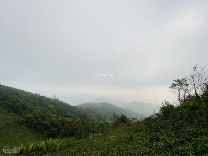 Chính Chủ Bán Nhanh 200 Ha đất Rừng Sản Xuất Tại Cao Phong Hòa Bình Làm Sinh Thái Nghỉ Dưỡng 4