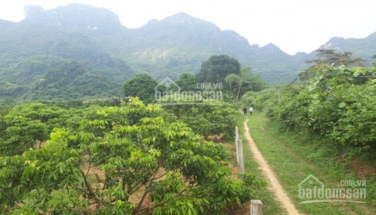 Chính Chủ Bán Nhanh 2,4ha đất Rừng Sản Xuất Tại Lương Sơn Hòa Bình