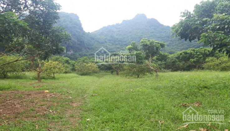 Chính Chủ Bán Nhanh 2,4ha đất Rừng Sản Xuất Tại Lương Sơn Hòa Bình 5