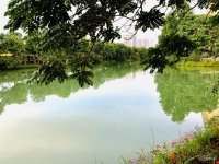 Chính Chủ Bán Nhanh Biệt Thự Song Lập, Hoa Sữa 09,vinhomes Riverside, 225m2, Hướng đn, Xây Thô 6