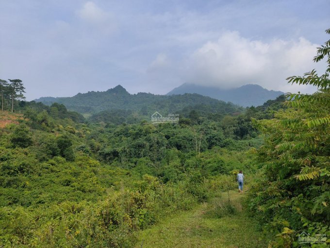 Chính Chủ Bán Nhanh Gấp Lô đất 15000m2 View đẹp Như 1 đà Lạt Thu Nhỏ, Minh Quang, Ba Vì, Hn 5