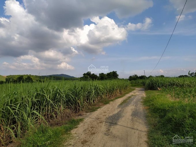 Chính Chủ Bán Nhanh Lô đất Rẫy Cây Hàng Năm 2ha7 Tại Xã Ninh Thượng, Tx Ninh Hòa, Giá đầu Tư 2