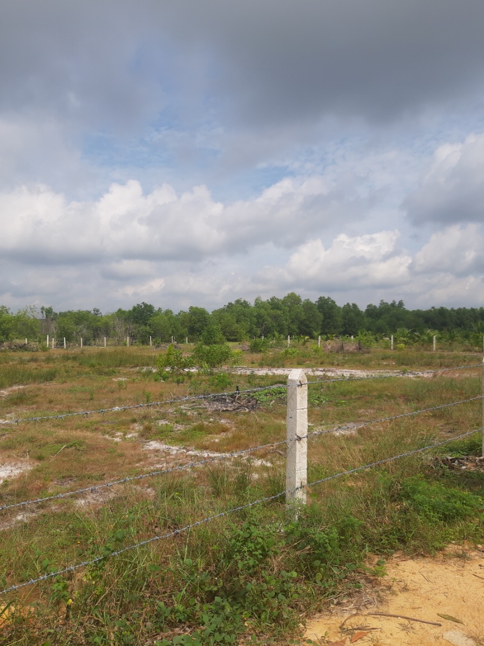 Cần bán Đất đường 55, Xã Tân Phước, Diện tích 3000m², Giá Thương lượng - LH: 0988609571 3
